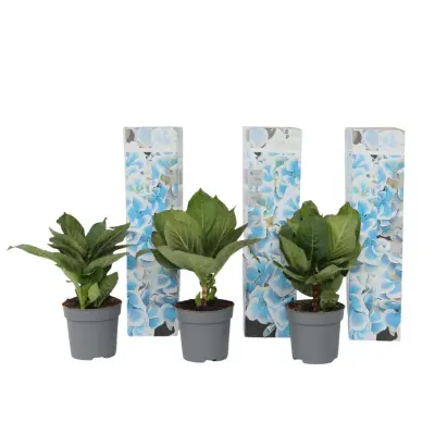Hortenzija - 3 kos - Hydrangea macrophylla 'Bavaria' - Višina 25-40cm - ⌀9cm