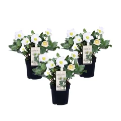 Črni teloh - 3 kos - Helleborus niger 'Mont Blanc' - Višina 20-30cm - ⌀12cm