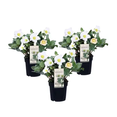 Črni teloh - 3 kos - Helleborus niger 'Mont Blanc' - Višina 20-30cm - ⌀12cm