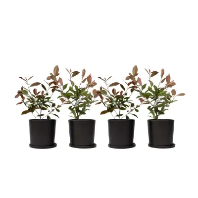Fotinija - 4 kos - Photinia fraseri 'Red Robin' - Višina 30-40cm - ⌀17cm
