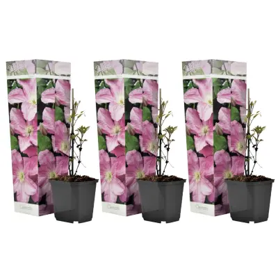 Srobot - 3 kos - Clematis 'Hagley Hybrid' - Višina 25-40cm - ⌀9cm