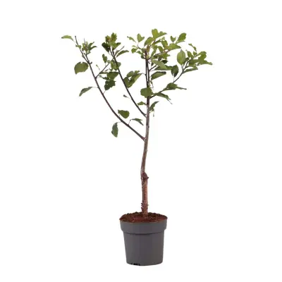 Sliva - Prunus domestica 'Opal' - Višina 90-100cm - ⌀21cm