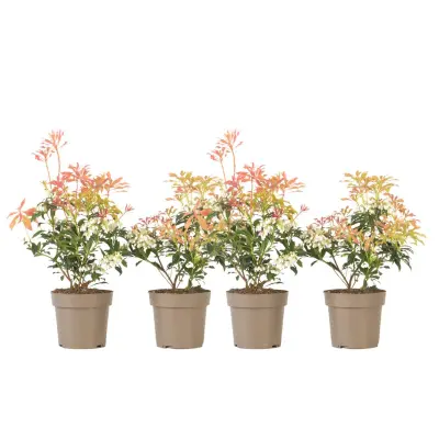 Japonski Pieris - 4 kos - Pieris 'Forest Flame' - Višina 25-40cm - ⌀17cm