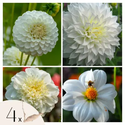 Korenine dalije - 4 kos - Dahlia 'White Love' - Cvetne čebulice