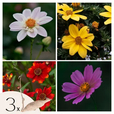 Korenine dalije - 3 kos - Dahlia 'Topmix' - Cvetne čebulice