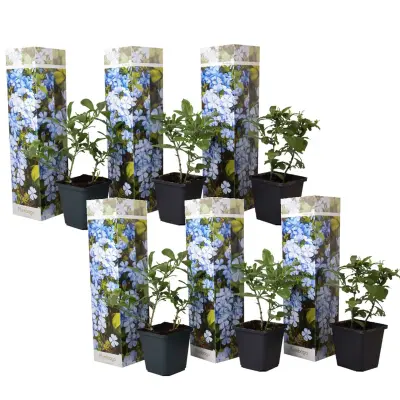 Modri plumbago - 6 kos - Plumbago auriculata - Višina 25-40cm - ⌀9cm