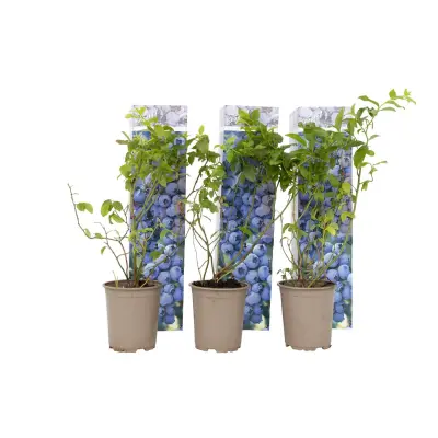 Ameriška žlahtna borovnica - 6 kos - Vaccinium - Višina 25-40cm - ⌀9cm