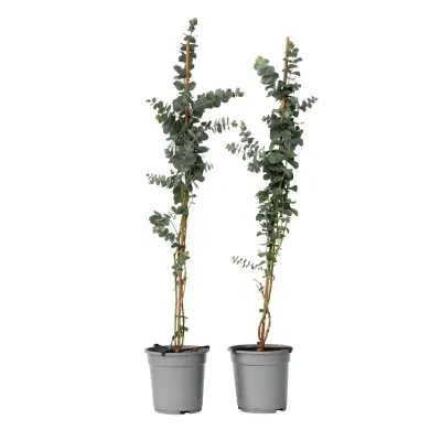 Evkalipt - 2 kos - Eucalyptus cinerea 'Silver Dollar' - Višina 90-110cm - ⌀19cm