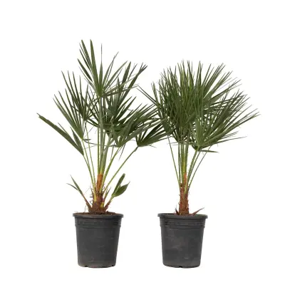 Evropska palma - 2 kos - Chamaerops humilis - Višina 70-80cm - ⌀21cm