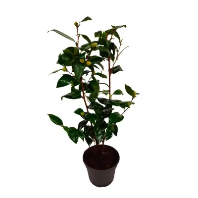 Japonska kamelija - Camellia japonica 'Brush Field' - Višina 50-60cm - ⌀15cm