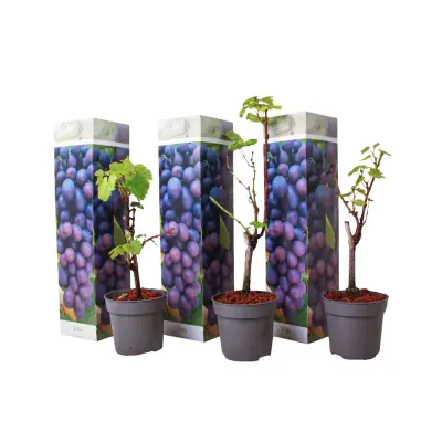 Vinska trta - 3 kos - Vitis vinifera 'Cabernet franc' - Višina 25-40cm - ⌀9cm