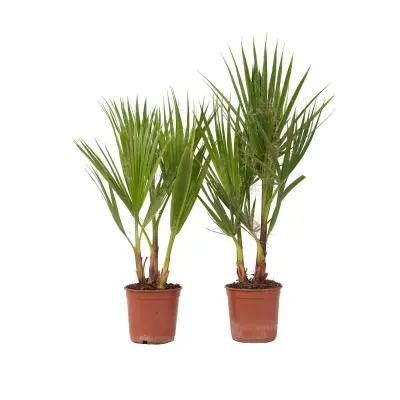 Mehiška palma - 2 kos - Washingtonia robusta - Višina 50-60cm - ⌀15cm