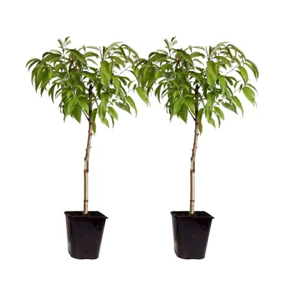 Breskev - 2 kos - Prunus persica 'Saturne' - Višina 60-70cm - ⌀15cm