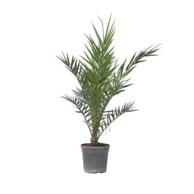 Kanarski datljevec - Phoenix canariensis - Višina 80-100cm - ⌀19cm