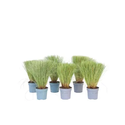 Šaš - 6 kos - Carex 'Amazon Mist' - Višina 15-25cm - ⌀10,5cm