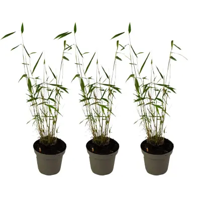 Bambus - 3 kos - Fargesia papyrifera 'Blue Dragon' - Višina 30-40cm - ⌀13cm