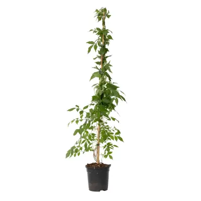 Jasminova troblja - Campis radicans 'Flava' - Višina 110-120cm - ⌀17cm