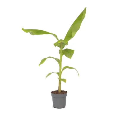 Japonski bananovec - Musa basjoo - Višina 55-70cm - ⌀21cm