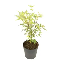 Japonski javor - Acer palmatum 'Butterfly' - Višina 25-40cm - ø10,5cm