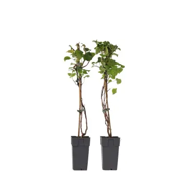 Hortenzija - 2 kos - Hydrangea anomale Petiolaris - Višina 60-70cm - ⌀15cm