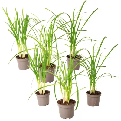 Česnova trava - 6 kos - Tulbaghia violacea - Višina 15-25cm - ⌀9cm