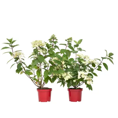 Hortenzija - 2 kos - Hydrangea paniculata 'Wim's Red' - Višina 25-40cm - ⌀19cm