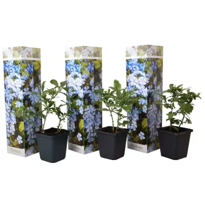 Kapska svinčenica - 3 kos - Plumbago auriculata - Višina 25-40cm - ⌀9cm