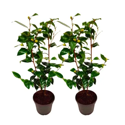 Japonska kamelija - 2 kos - Camellia japonica 'Brush Field' - V50-60cm - ⌀15cm