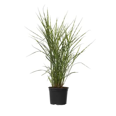 Kitajski trstikovec - Miscanthus sinensis 'Zebrinus' - Višina 20-30cm - ⌀23cm