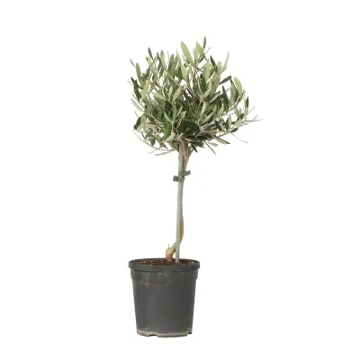 Oljka - Olea europaea - Višina 45-55cm - ⌀14cm