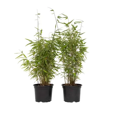 Bambus - 2 kos - Fargesia nitida 'Red Dragon' - Višina 60-80cm - ⌀17cm