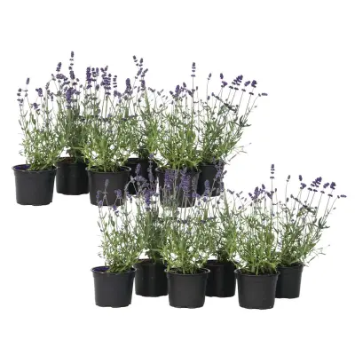 Lavendin - 12 kos - Lavandula angustifolia - Višina 10-15cm - ⌀10,5cm