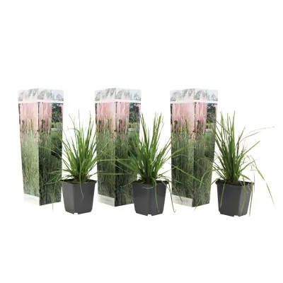 Pampaška trava - 3 kos - Cortaderia selloana - Višina 25-40cm - ⌀9cm