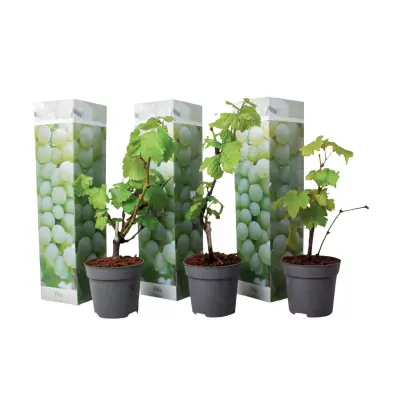 Vinska trta - 3 kos - Vitis vinifera 'Chardonnay' - Višina 25-40cm - ⌀9cm