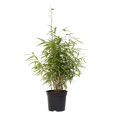 Bambus - 2 kos - Fargesia nitida 'Red Dragon' - Višina 60-80cm - ⌀17cm