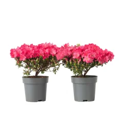 Rododendron - 2 kos - Rhododendron azalea 'Anouk' - Višina 25-40cm - ⌀17cm