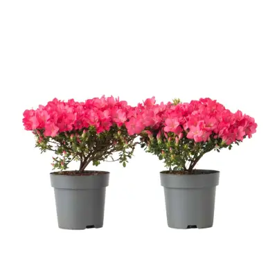 Rododendron - 2 kos - Rhododendron azalea 'Anouk' - Višina 25-40cm - ⌀17cm