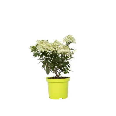 Hortenzija - Hydrangea paniculata 'Bobo' - Višina 25-40cm - ⌀19cm