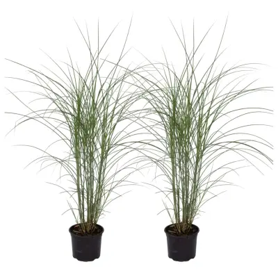 Kitajski trstikovec - 2 kos - Miscanthus 'Silberspinne' - Višina 20-30cm - ⌀23cm