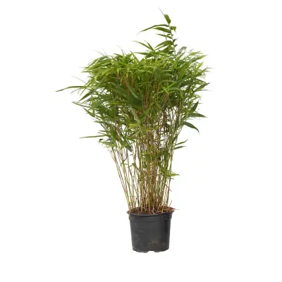 Bambus - Fargesia nitida 'Gansu' - Višina 50-70cm - ⌀17cm
