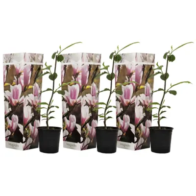 Magnolija - 3 kos - Magnolia 'Soulangea' - Višina 25-40cm - ⌀9cm
