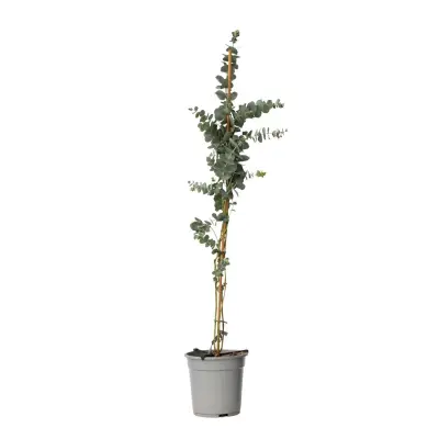 Evkalipt - Eucalyptus cinerea 'Silver Dollar' - Višina 90-110cm - ⌀19cm