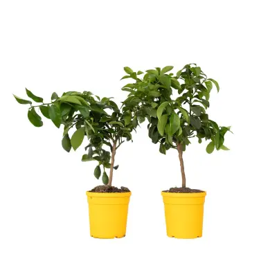 Limona - 2 kos - Citrus limon - Višina 60-70cm - ⌀19cm