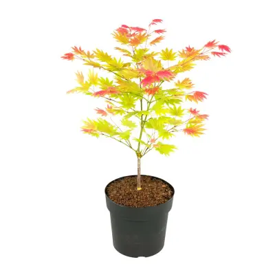Japonski javor - Acer palmatum 'Moonrise' - Višina 40-50cm - ⌀19cm