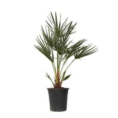 Evropska palma - Chamaerops humilis - Višina 70-80cm - ⌀21cm
