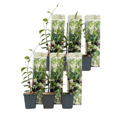 Zvezdasti jasmin - 6 kos - Trachelospermum jasminoides - Višina 25-40cm - ⌀9cm