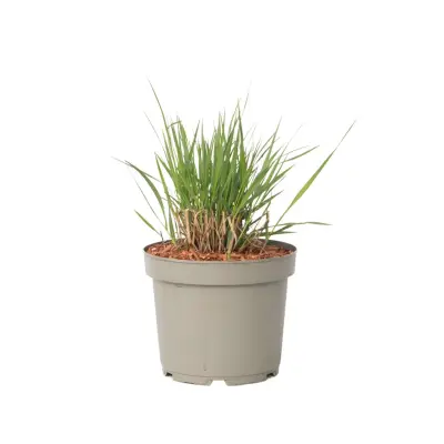 Trajno proso - Panicum virgatum 'Heavy Metal' - Višina 40-60cm - ⌀23cm