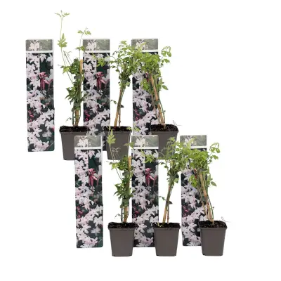 Zvezdasti jasmin - 6 kos - Jasminum 'Officinale'  - Višina 25-40cm - ⌀9cm