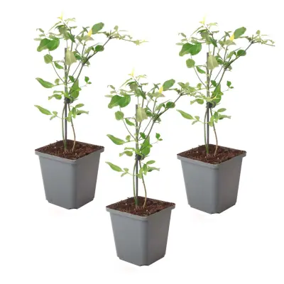 Navadna gardenija - 3 kos - Jasminum 'Summer Scent' - Višina 25-40cm - ⌀9cm