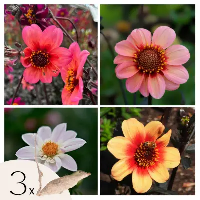 Korenine dalije - 3 kos - Dahlia 'Happy Single Mix' - Cvetne čebulice